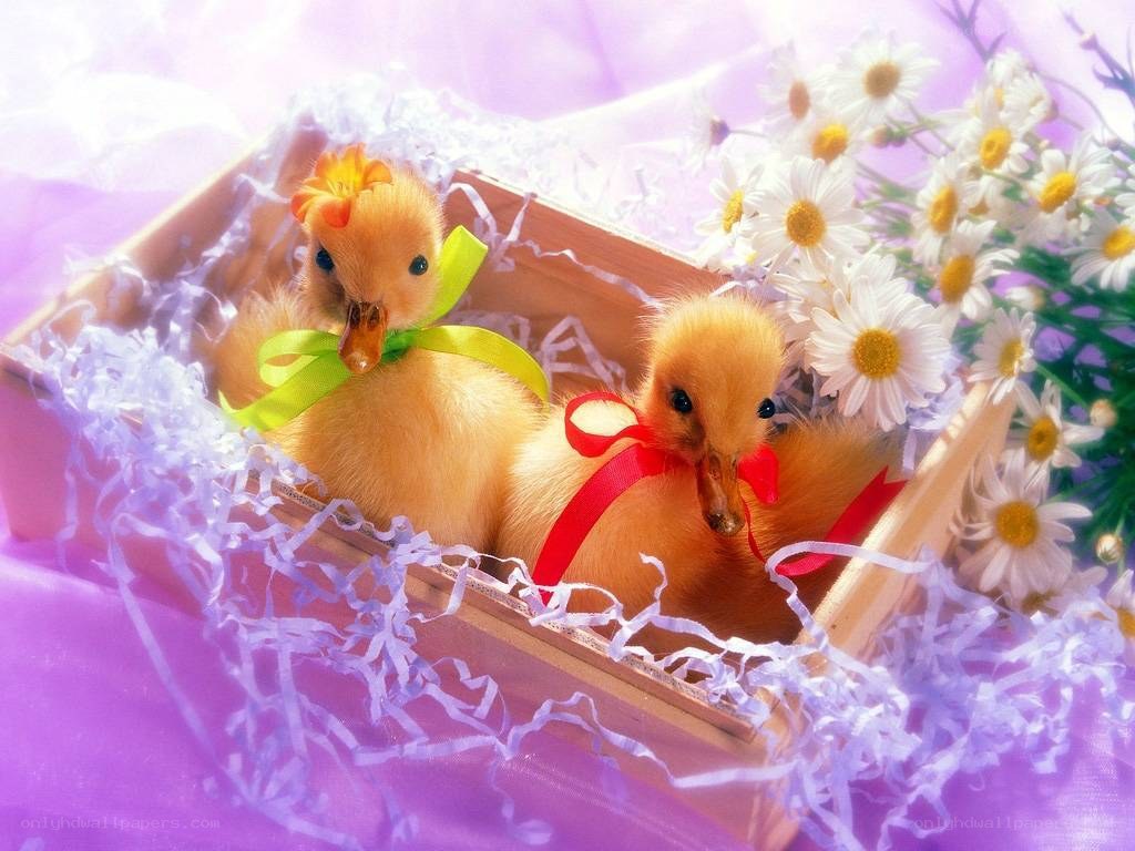 Two ducklings in a basket