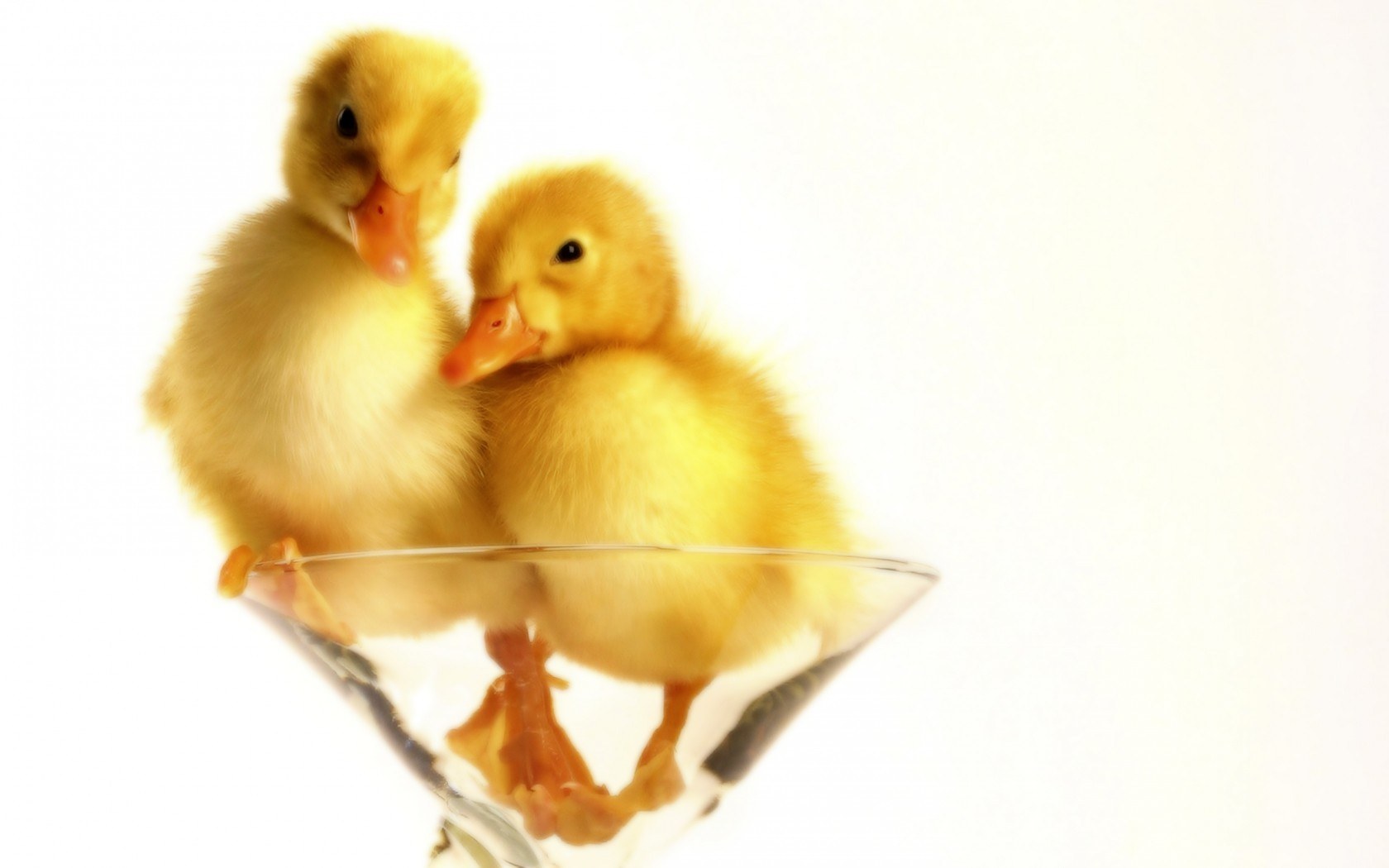 two ducklings in a glass