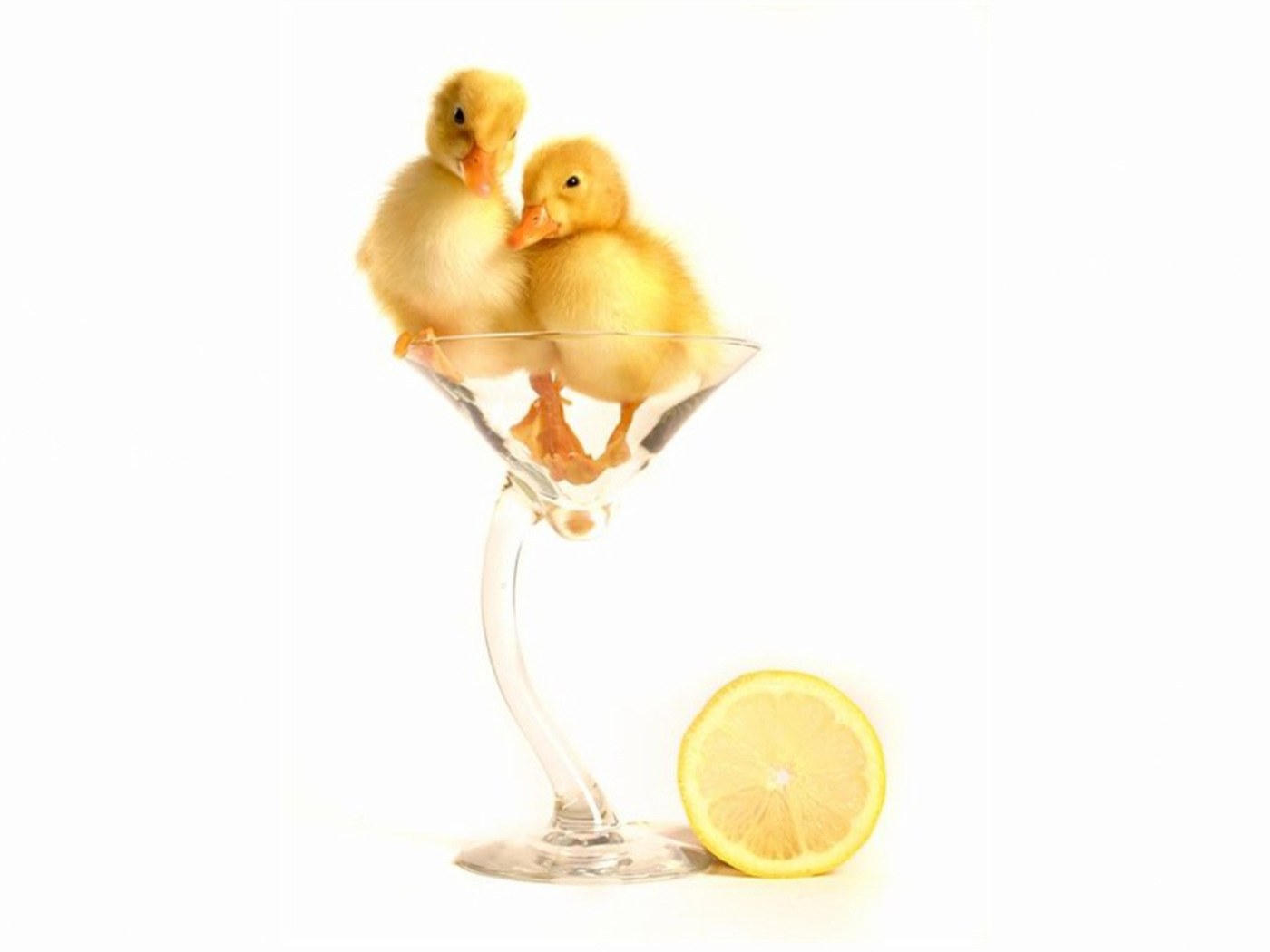 two ducklings in a glass