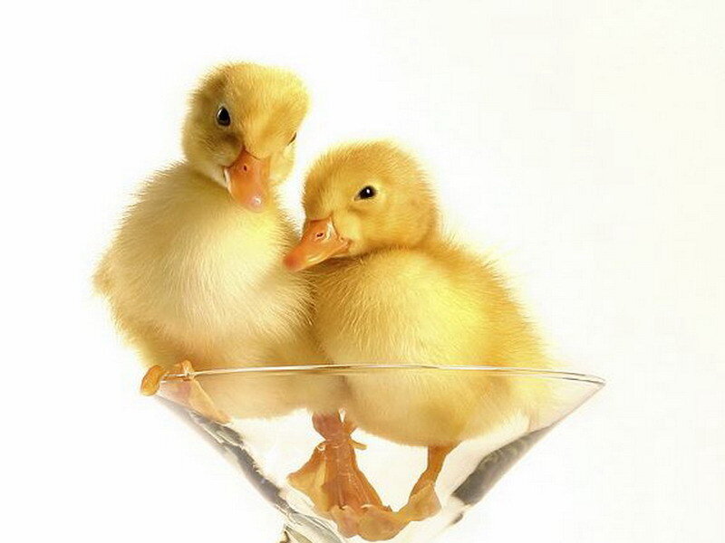 Two ducklings in a glass bowl