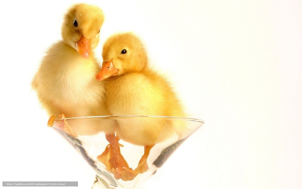 Two ducklings in a glass
