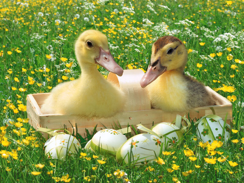 Two Ducklings in Basket
