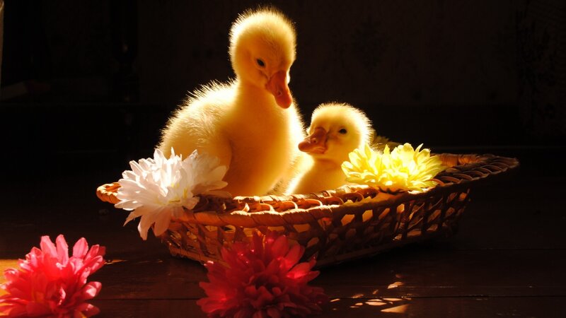Two Ducklings in Basket — Yellow, Dramatic, Photograph, Flowers