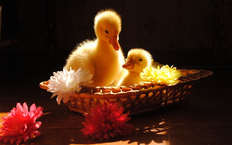 Two Ducklings in Basket — Yellow, Dramatic, Photograph