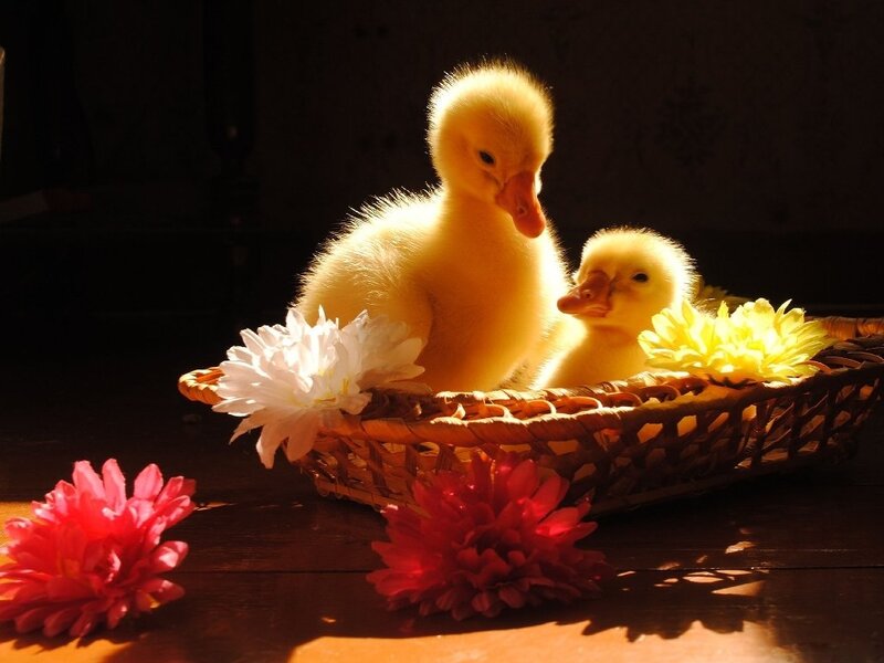 Two Ducklings in Basket — Yellow, Dramatic, Sunset