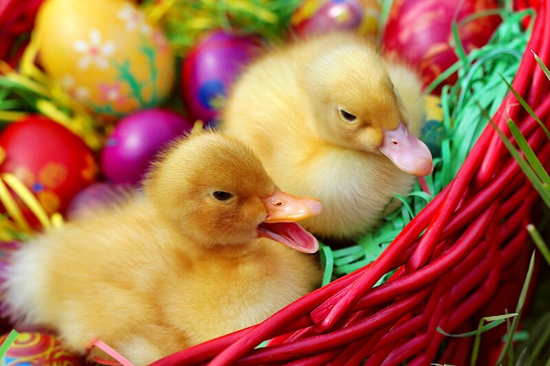 Two Ducklings in Basket — Yellow, Festive