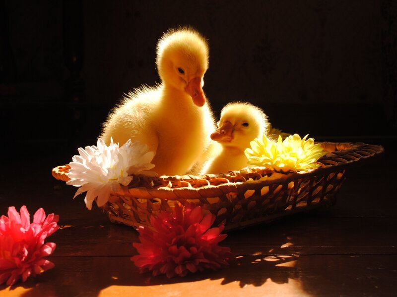 Two Ducklings in Basket — Yellow