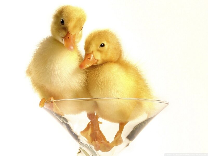 Two Ducklings in Glass