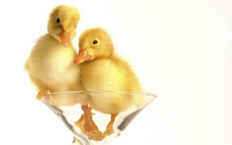 Two Ducklings in Glass — Yellow, Innocent
