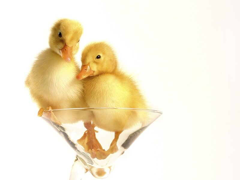 Two Ducklings in Glass — Yellow