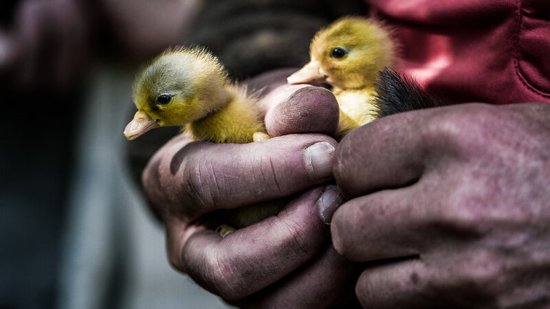 Two Ducklings in Hands