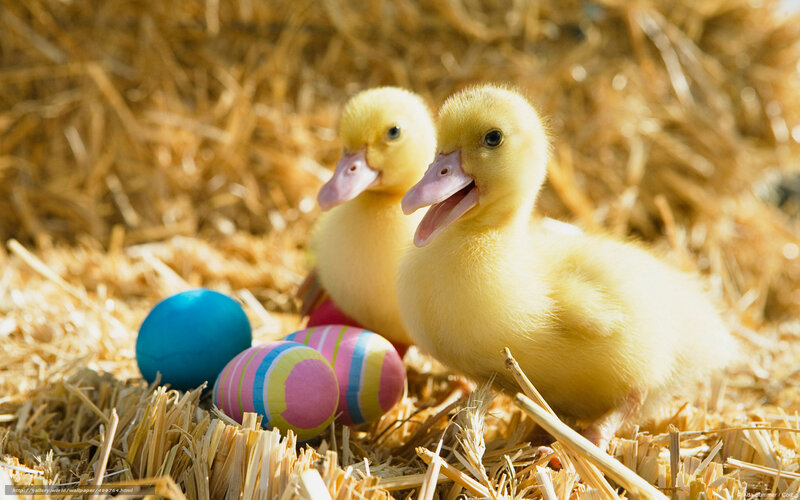 Two Ducklings in Hay — Yellow