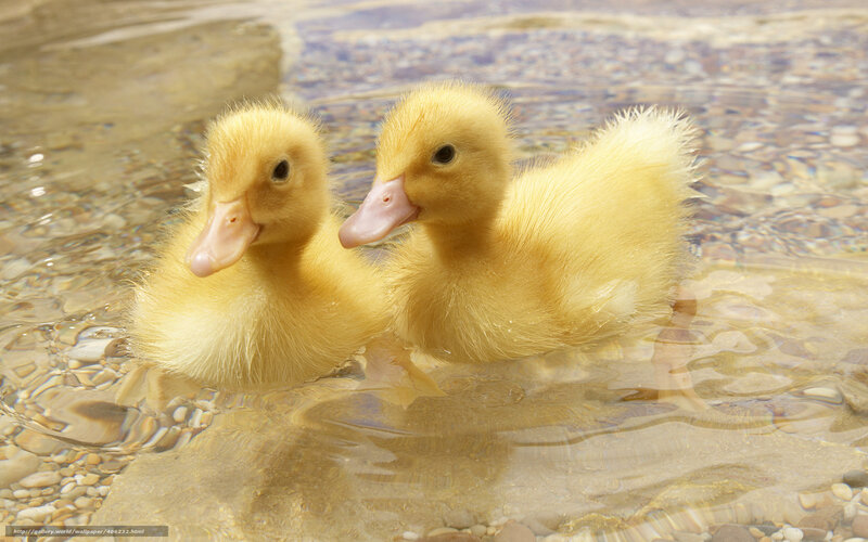 Two ducklings in shallow water