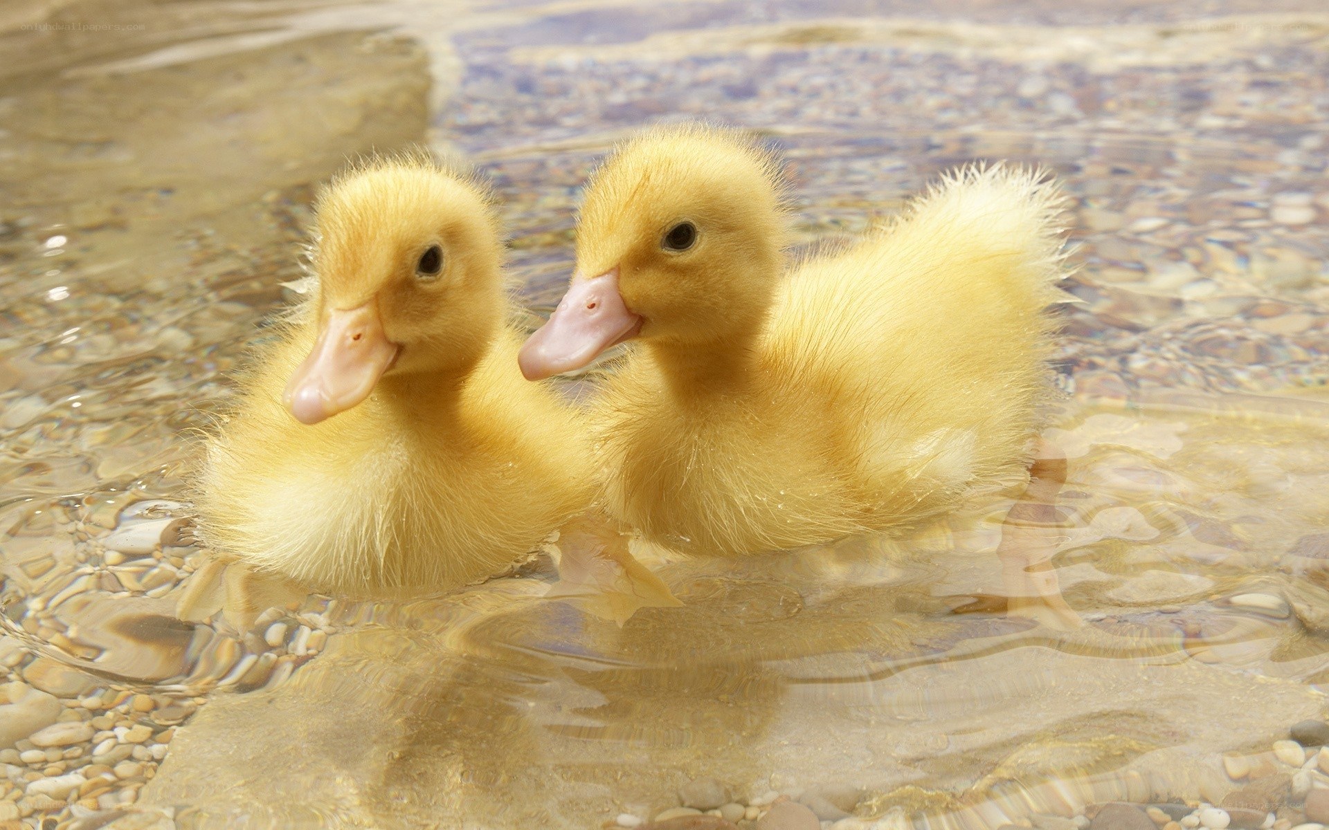 Two ducklings in shallow water