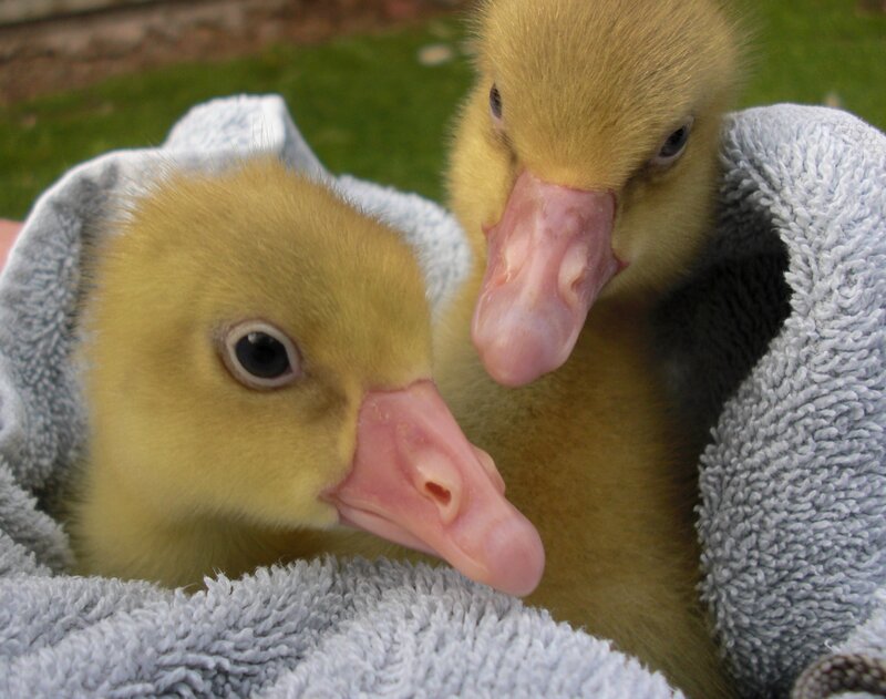 Two Ducklings in Towel
