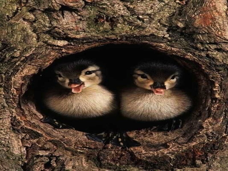 Two Ducklings in Tree