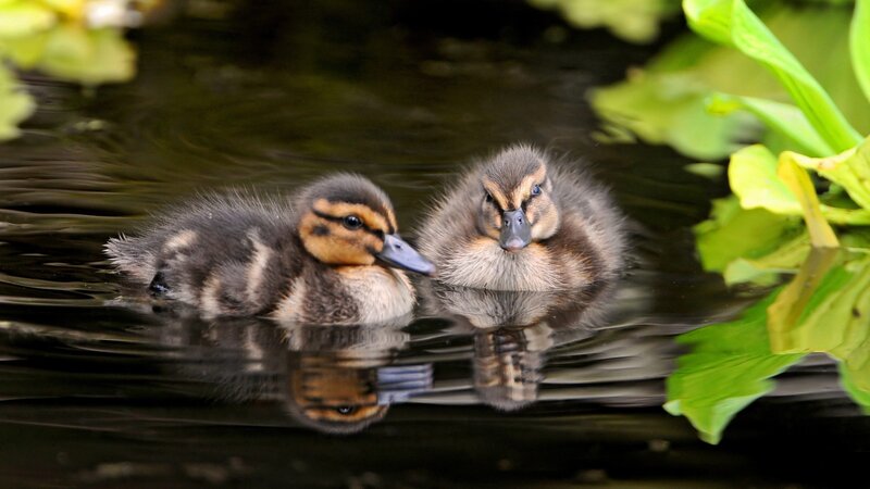 Two Ducklings in Water — Green