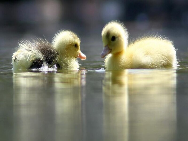 Two ducklings in water