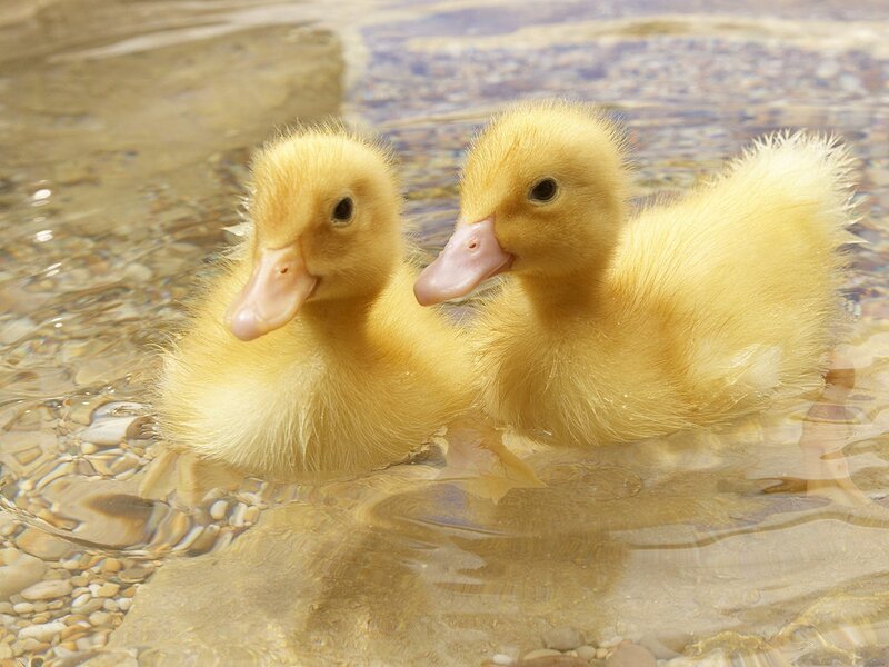 Two Ducklings in Water — Yellow, Calm