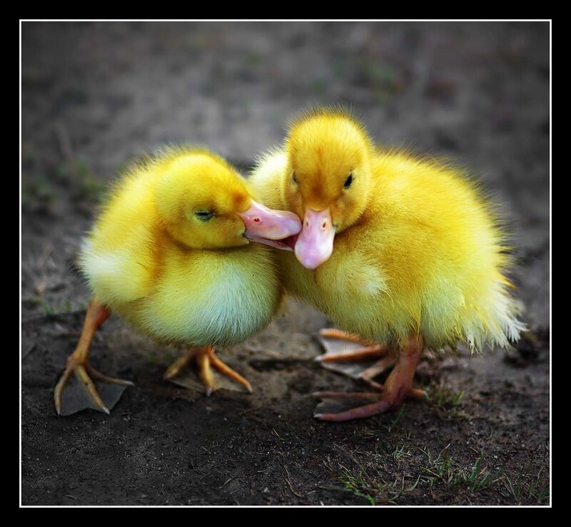 Two ducklings nuzzling