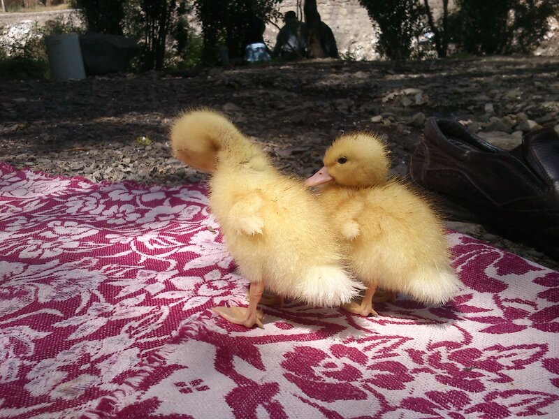 Two ducklings on a blanket