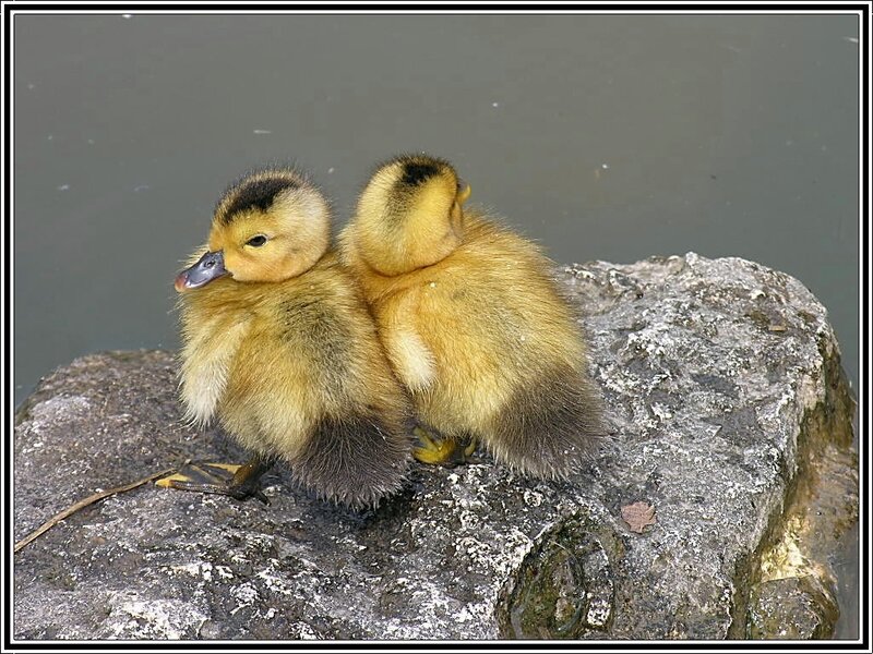 Two ducklings on a rock