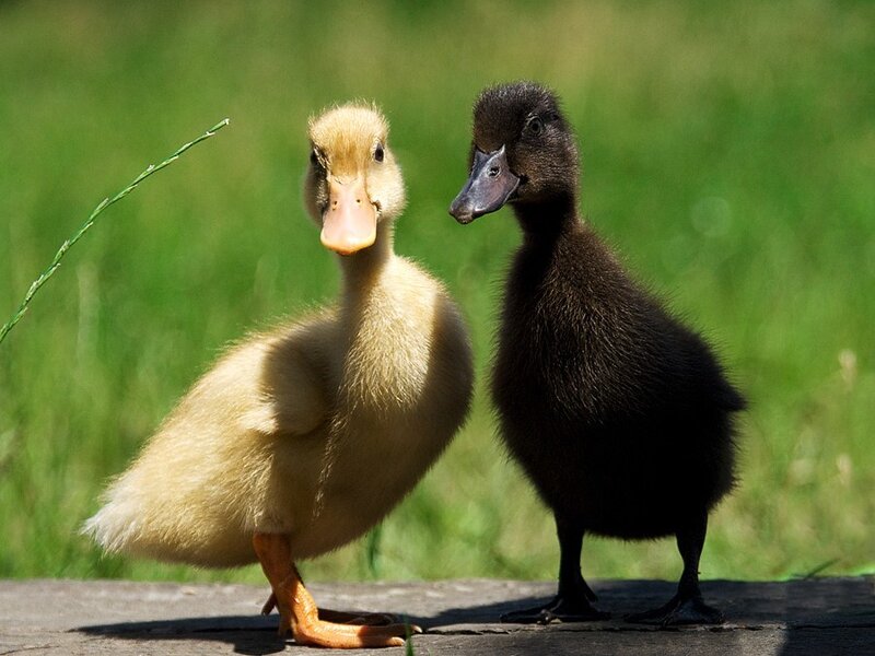 Two ducklings on a wooden surface