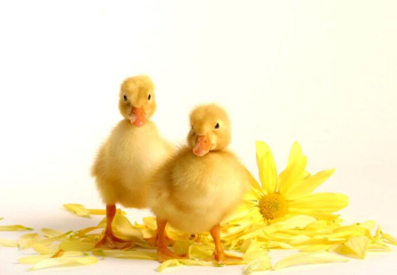 Two Ducklings on Petals