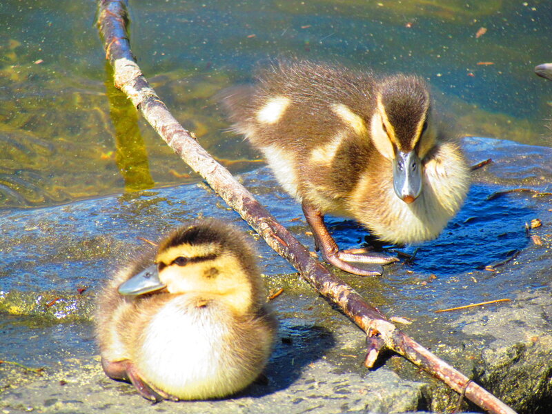 Two Ducklings on Rock