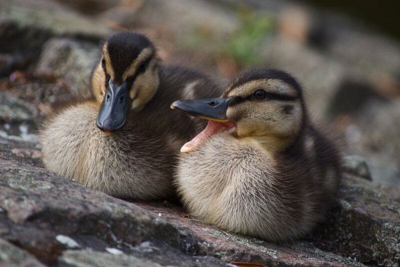 Two Ducklings on Rocks
