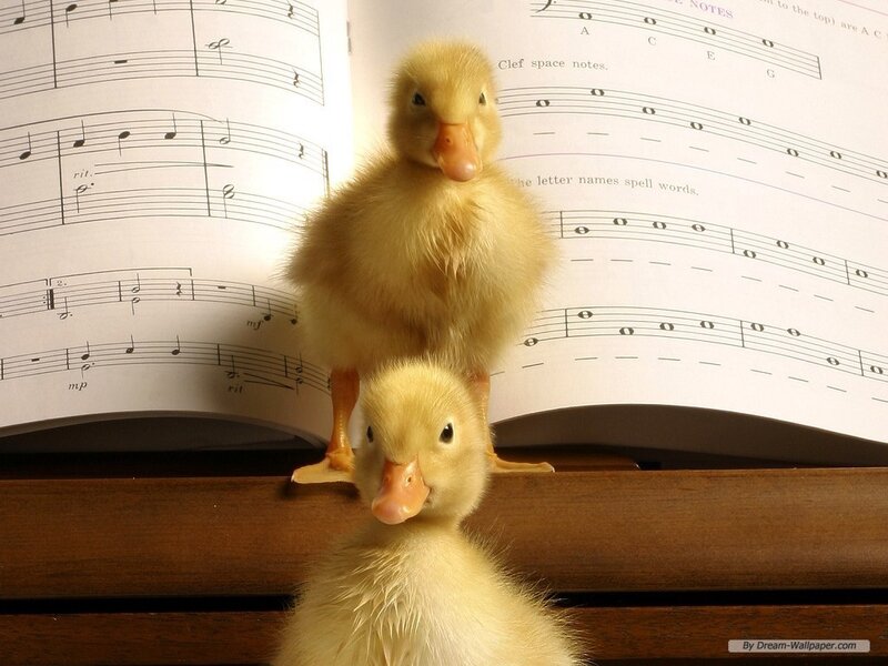 Two ducklings on sheet music