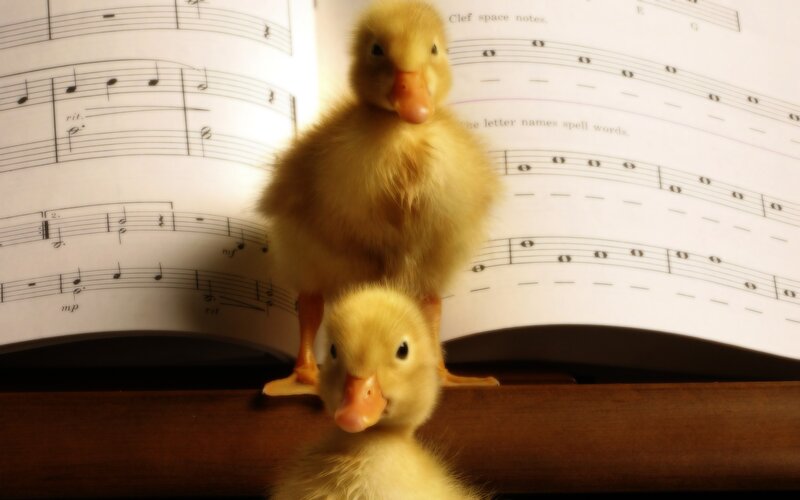 Two Ducklings on Sheet Music — Yellow, Calm