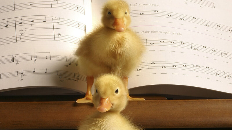 Two Ducklings on Sheet Music — Yellow
