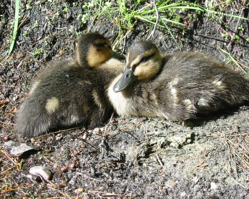 Two ducklings resting together