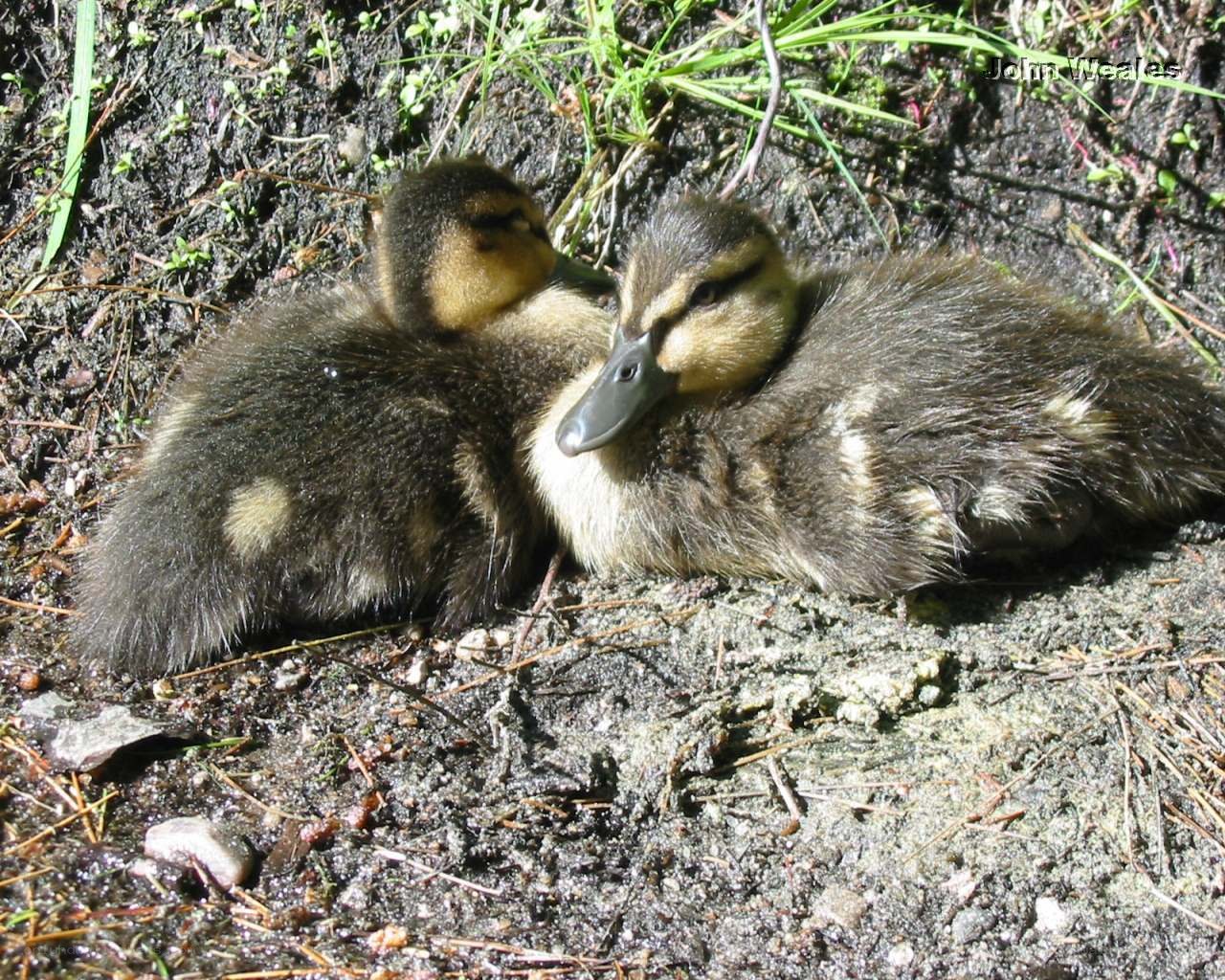 Two ducklings resting together