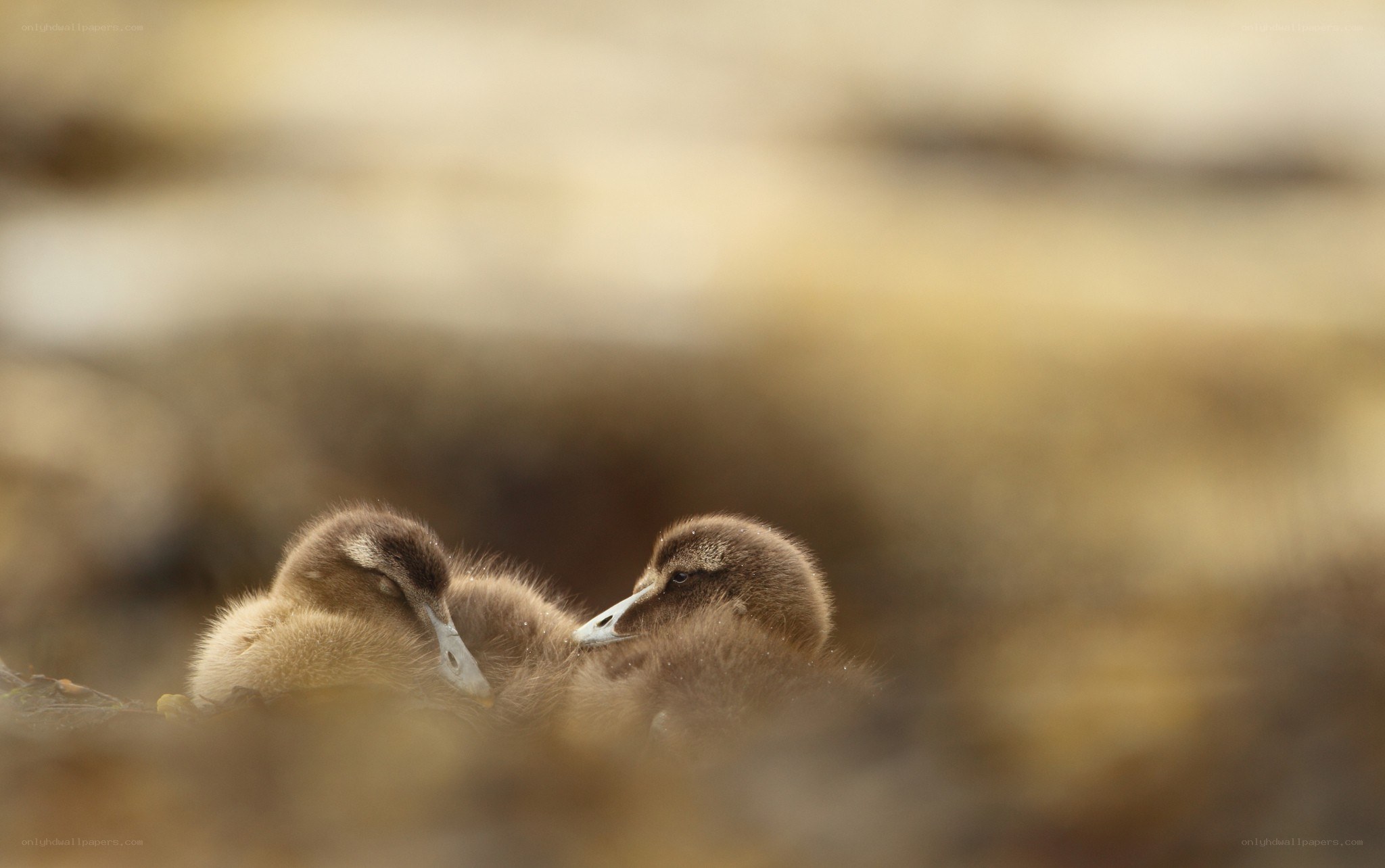 Two ducklings resting together