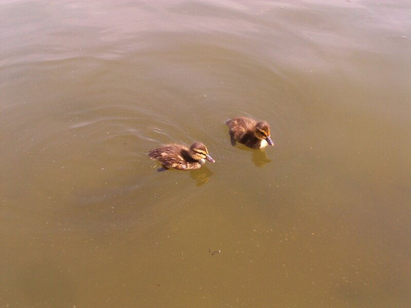 Two Ducklings Swimming — Brown