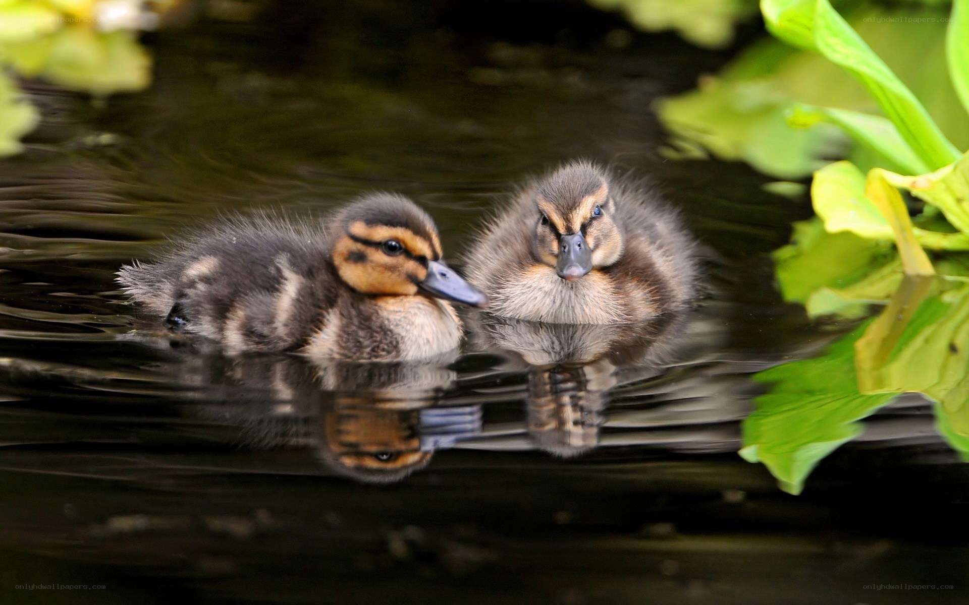 Two ducklings swimming in pond