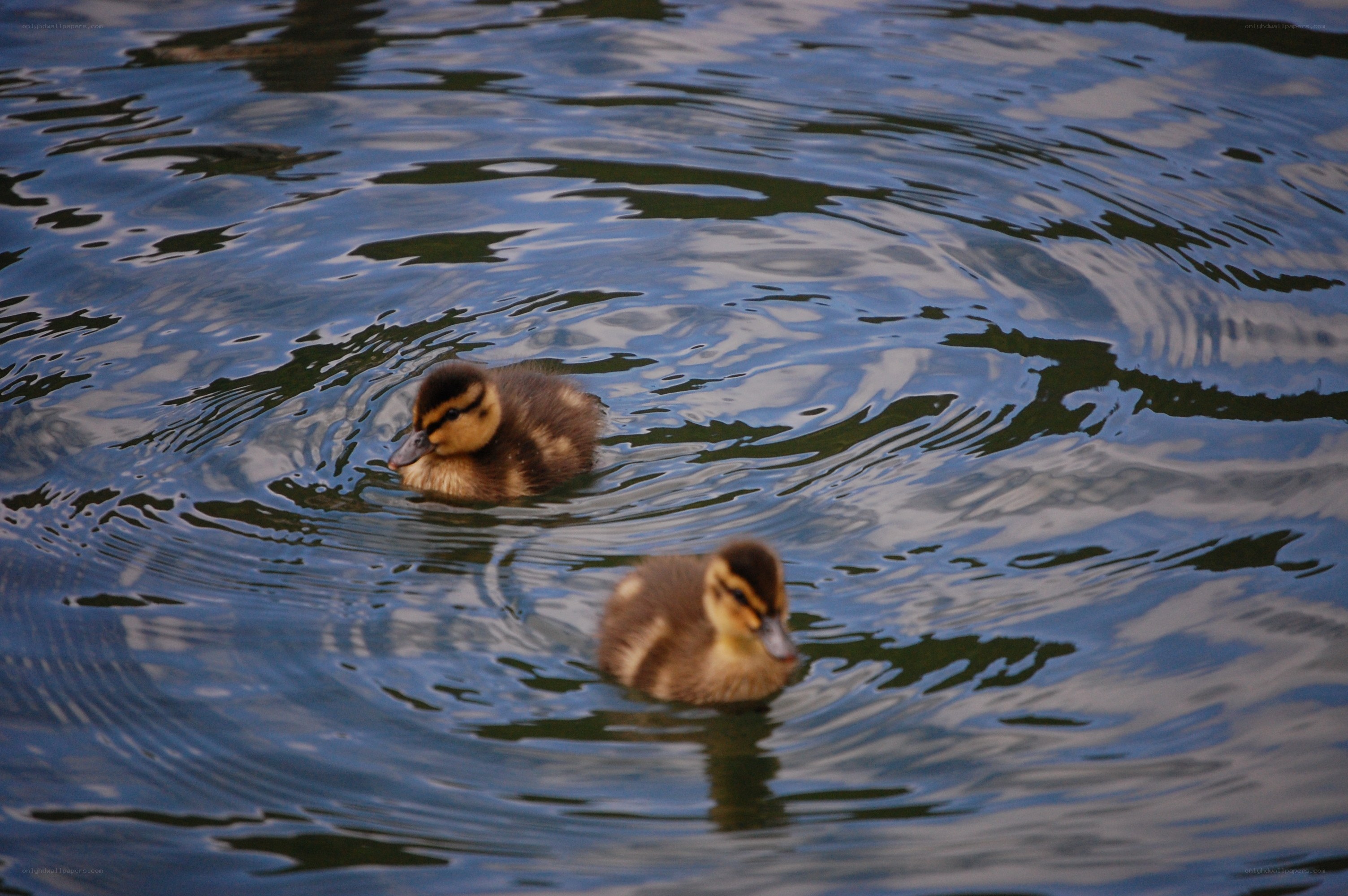 Two ducklings swimming in water