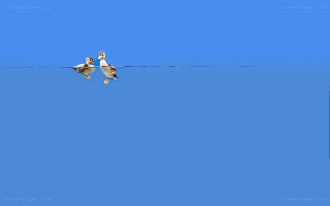 Two ducklings swimming