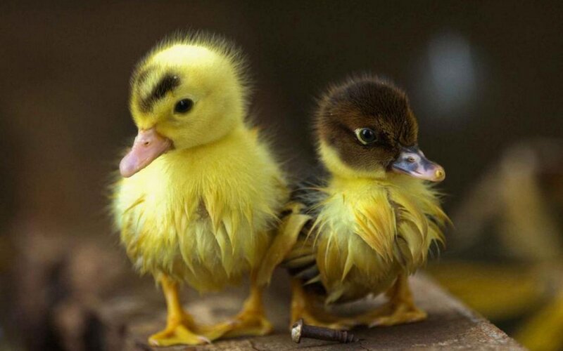 Two Ducklings