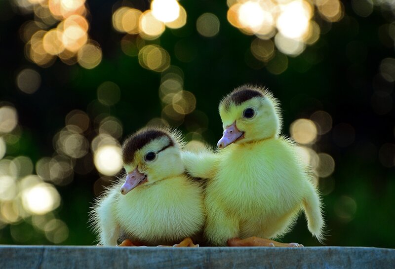 Two Ducklings Together