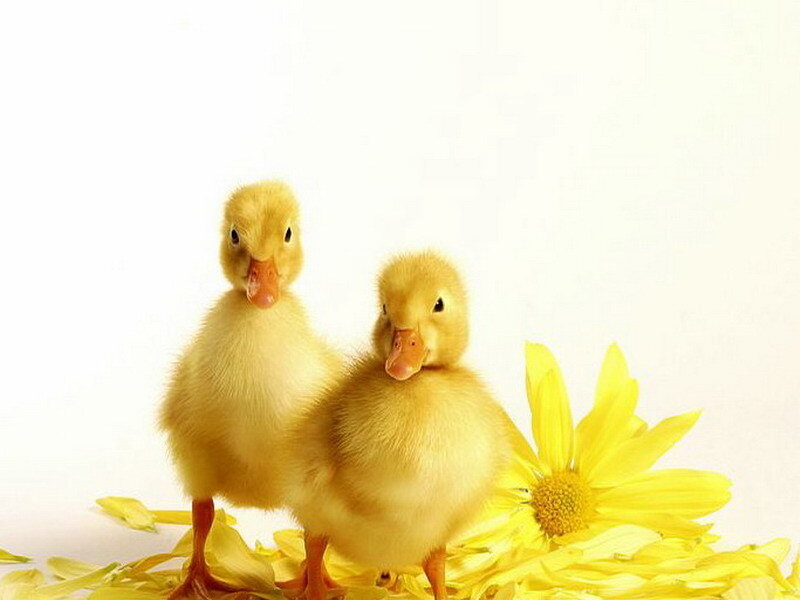 Two ducklings with a flower
