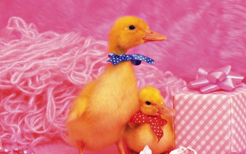 Two Ducklings with Bows — Pink