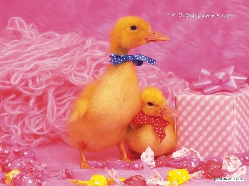 Two ducklings with bows