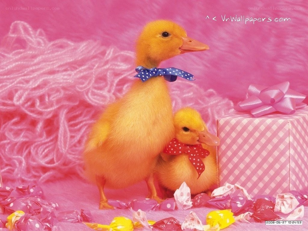 Two ducklings with bows
