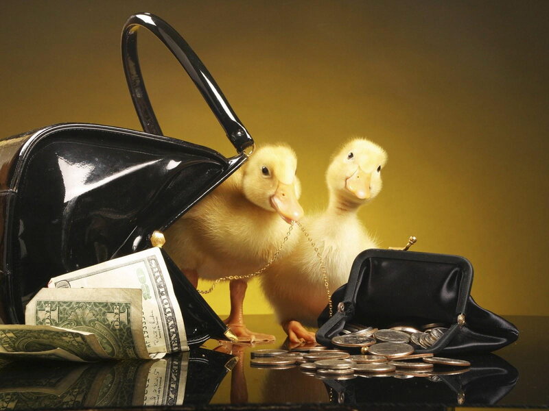 Two Ducklings with Money