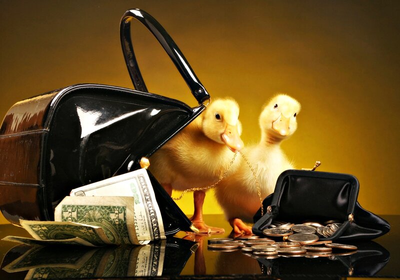Two Ducklings with Money — Yellow, Dramatic, Photograph, Handbag