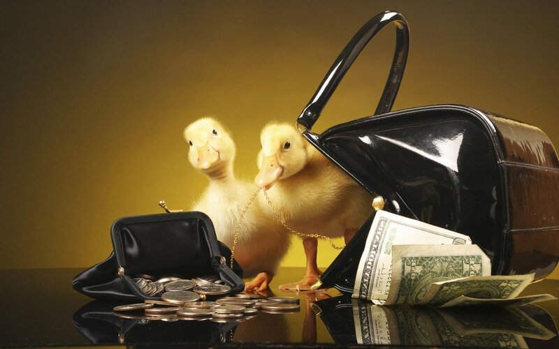 Two Ducklings with Money — Yellow, Dramatic, Photograph