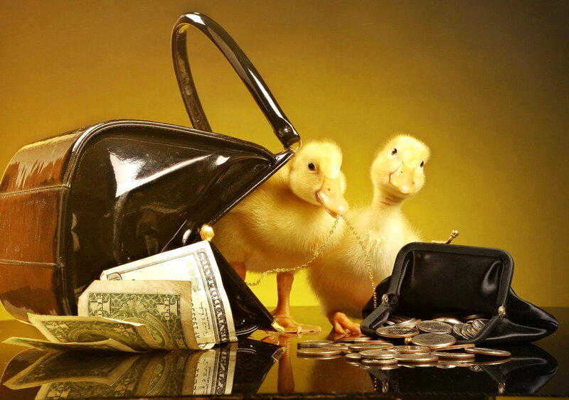 Two Ducklings with Money — Yellow, Dramatic